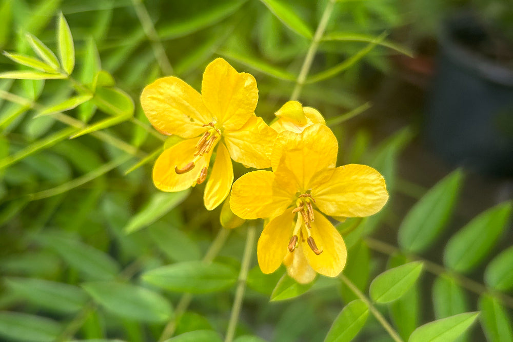 Pollinators attracted to Yellow Senna blooms