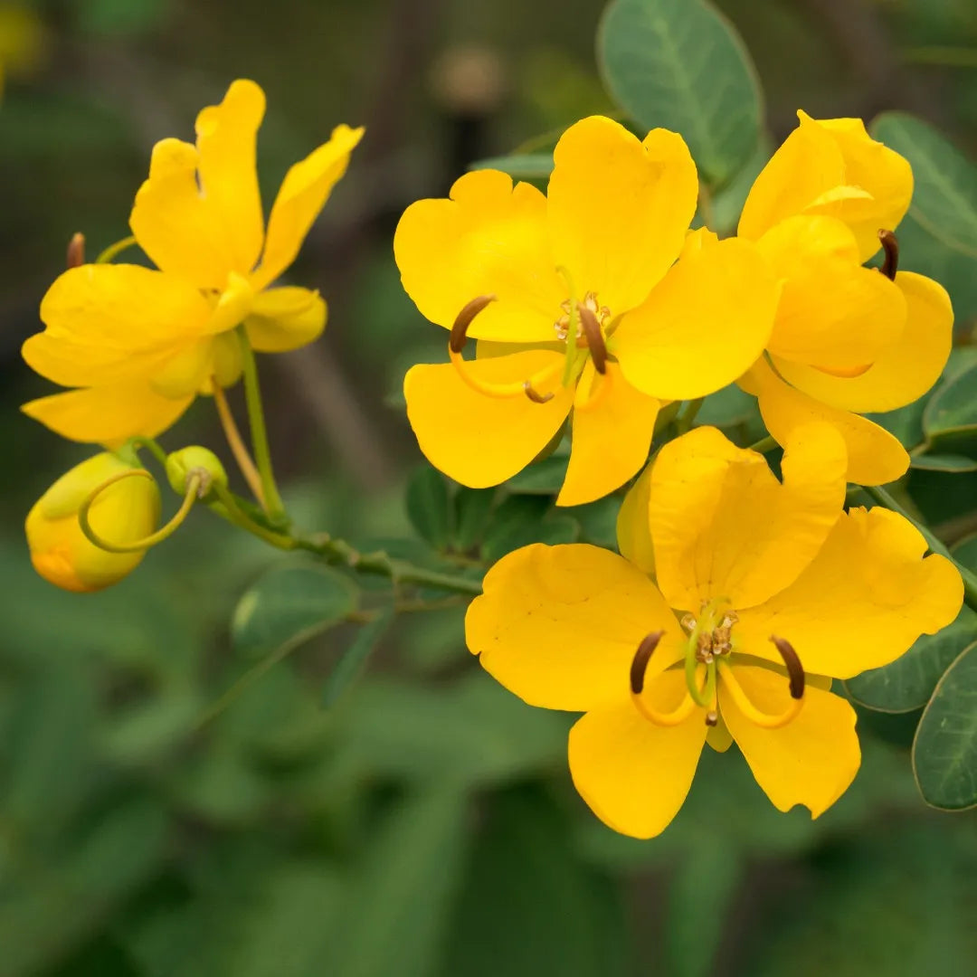 Yellow Senna flower seeds for planting