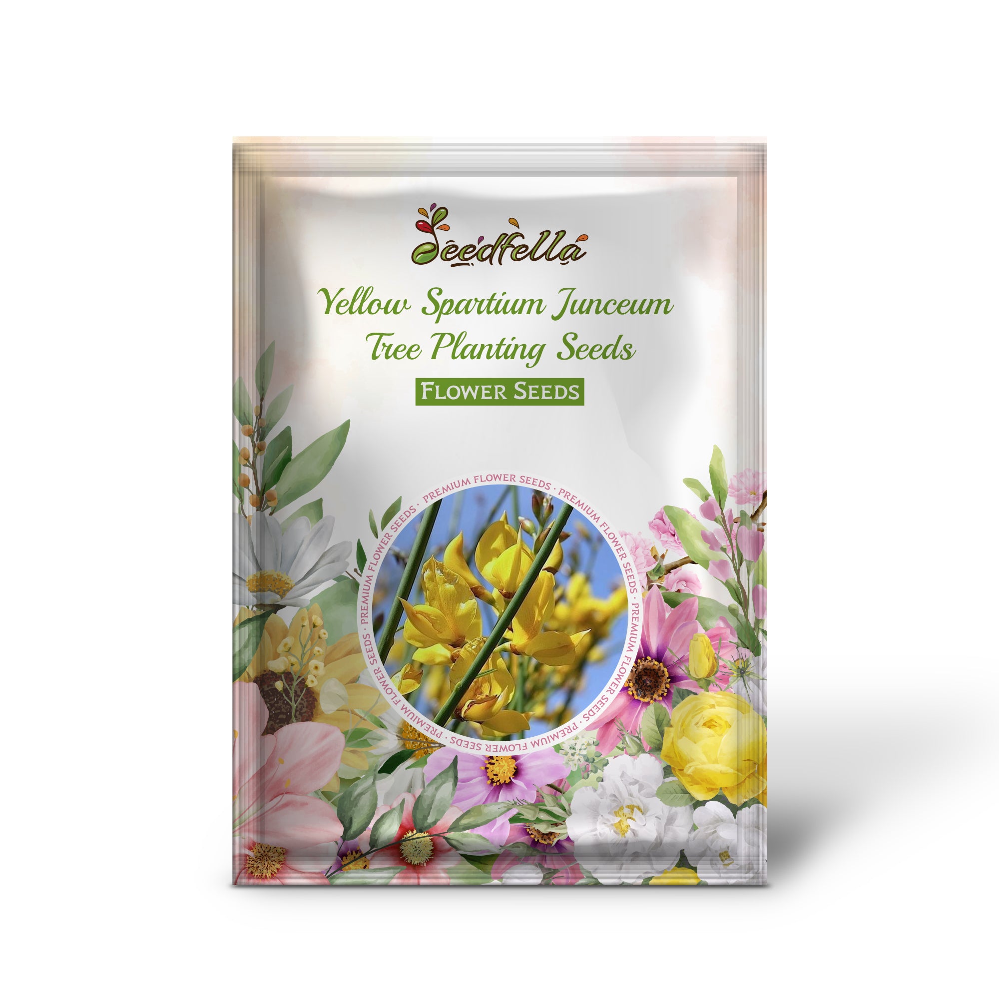 Yellow Spartium Junceum flowers blooming