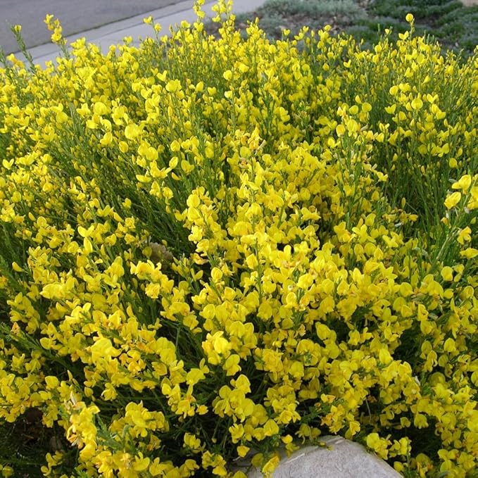 Ornamental Yellow Spartium Junceum flowering tree