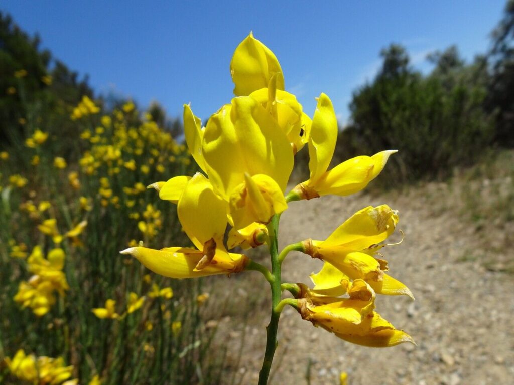 Yellow Spartium Junceum tree planting seeds