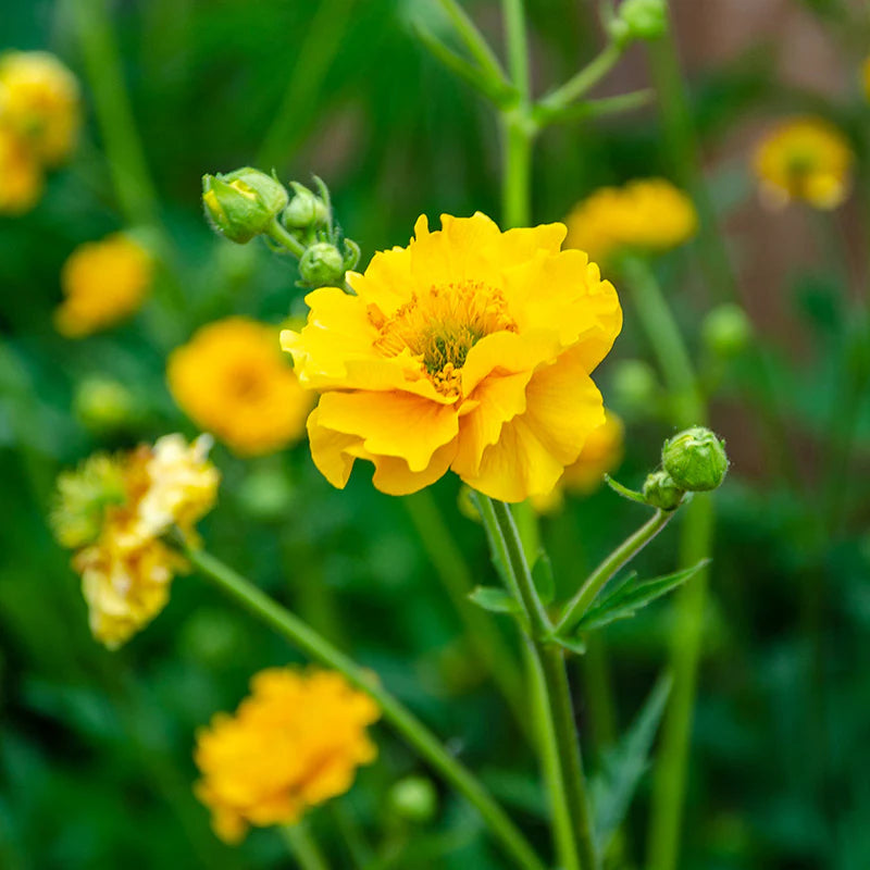 Yellow Stratheden in pollinator garden