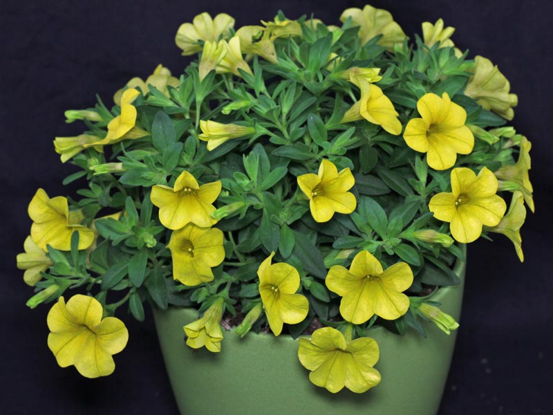 Yellow Superbells in hanging basket