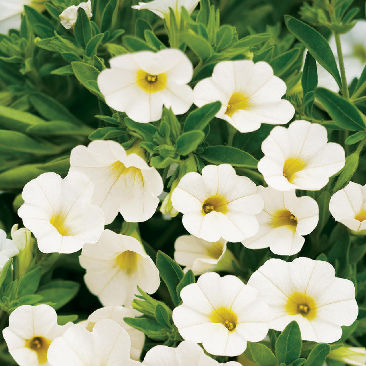 High germination Yellow Superbells Calibrachoa seeds