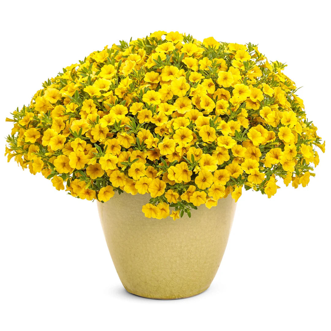 Ornamental Yellow Superbells Calibrachoa flowering plant