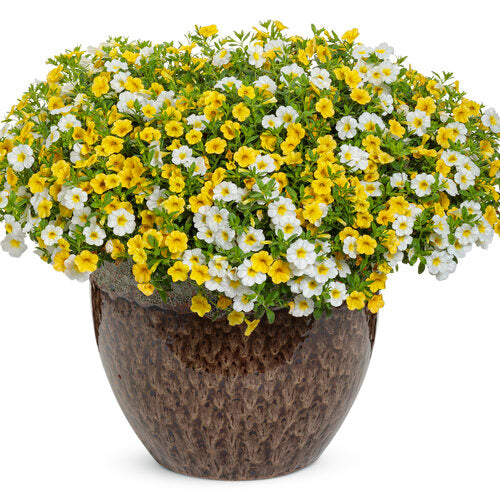 Yellow Superbells Calibrachoa flower seeds for planting
