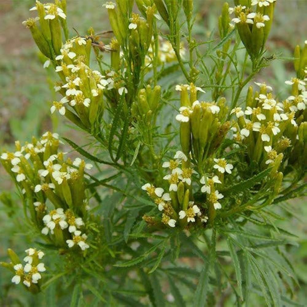 Non GMO Yellow Tagetes Minuta seeds
