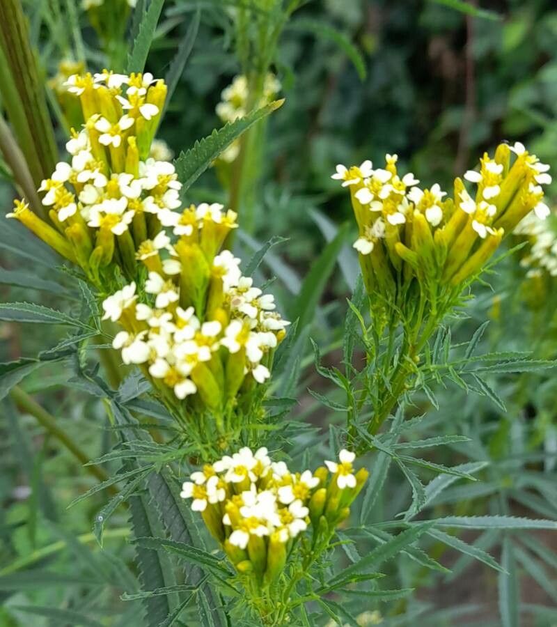 Ornamental Yellow Tagetes Minuta flowering plant