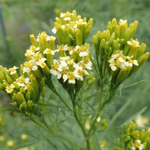 Yellow Tagetes Minuta seeds for planting