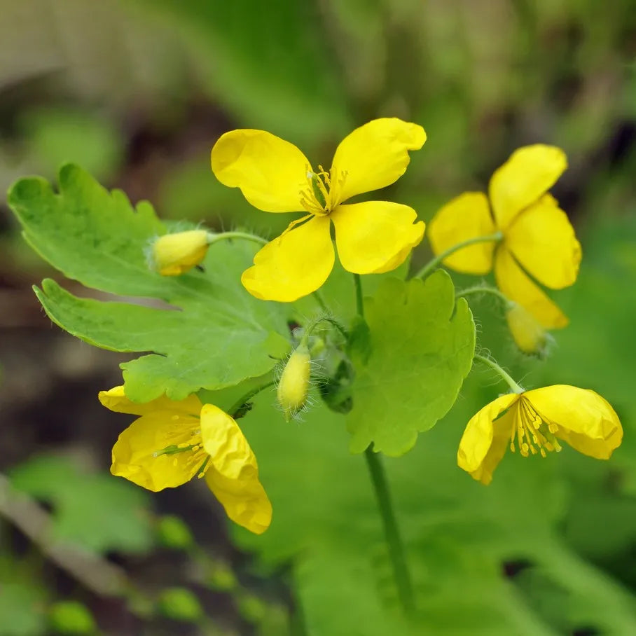 Non GMO Yellow Tetterwort flower seeds