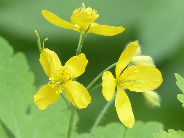 Ornamental Yellow Tetterwort seeds for gardens