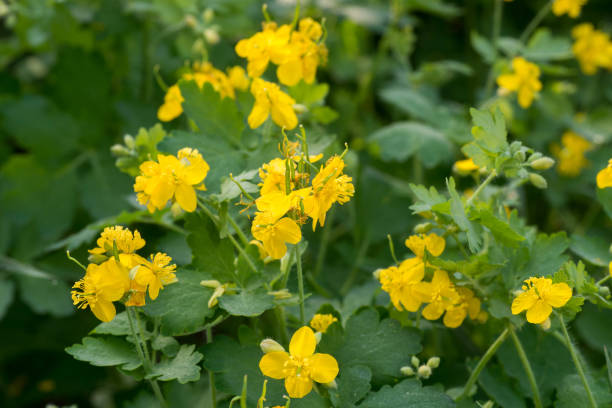 Yellow Tetterwort wildflowers in meadow planting