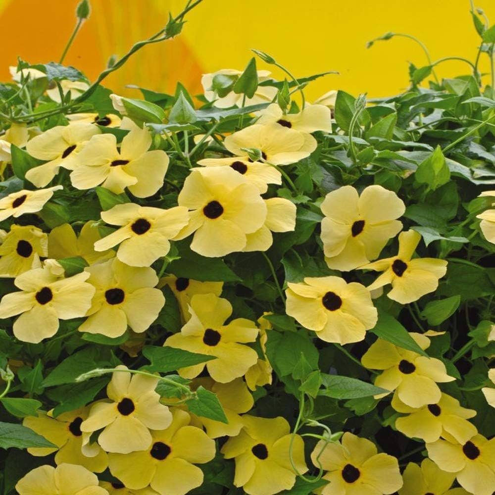 Non GMO Yellow Thunbergia seeds