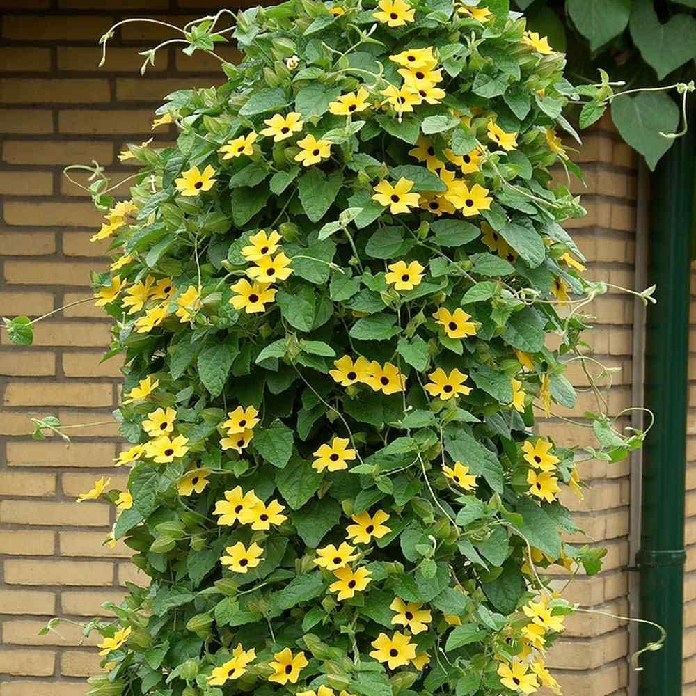 Ornamental Yellow Thunbergia flowering vine