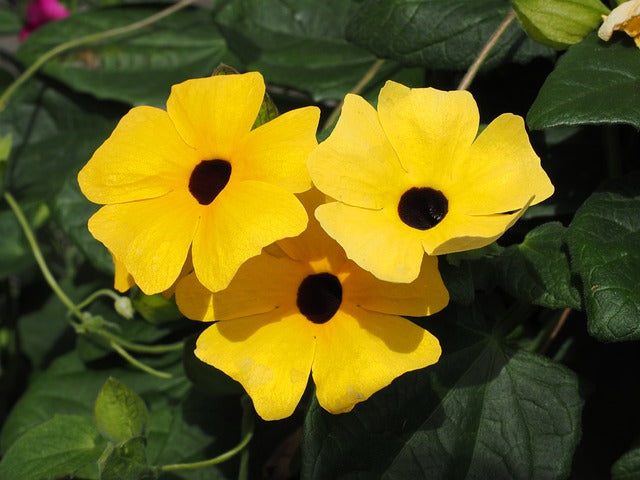 Yellow Thunbergia flower seeds for easy planting