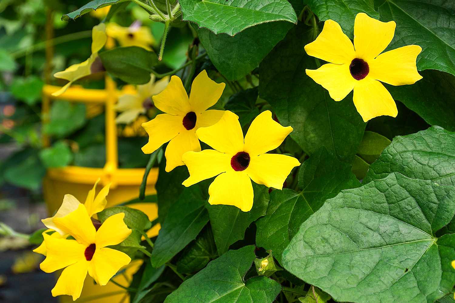 Yellow Thunbergia growing on trellis