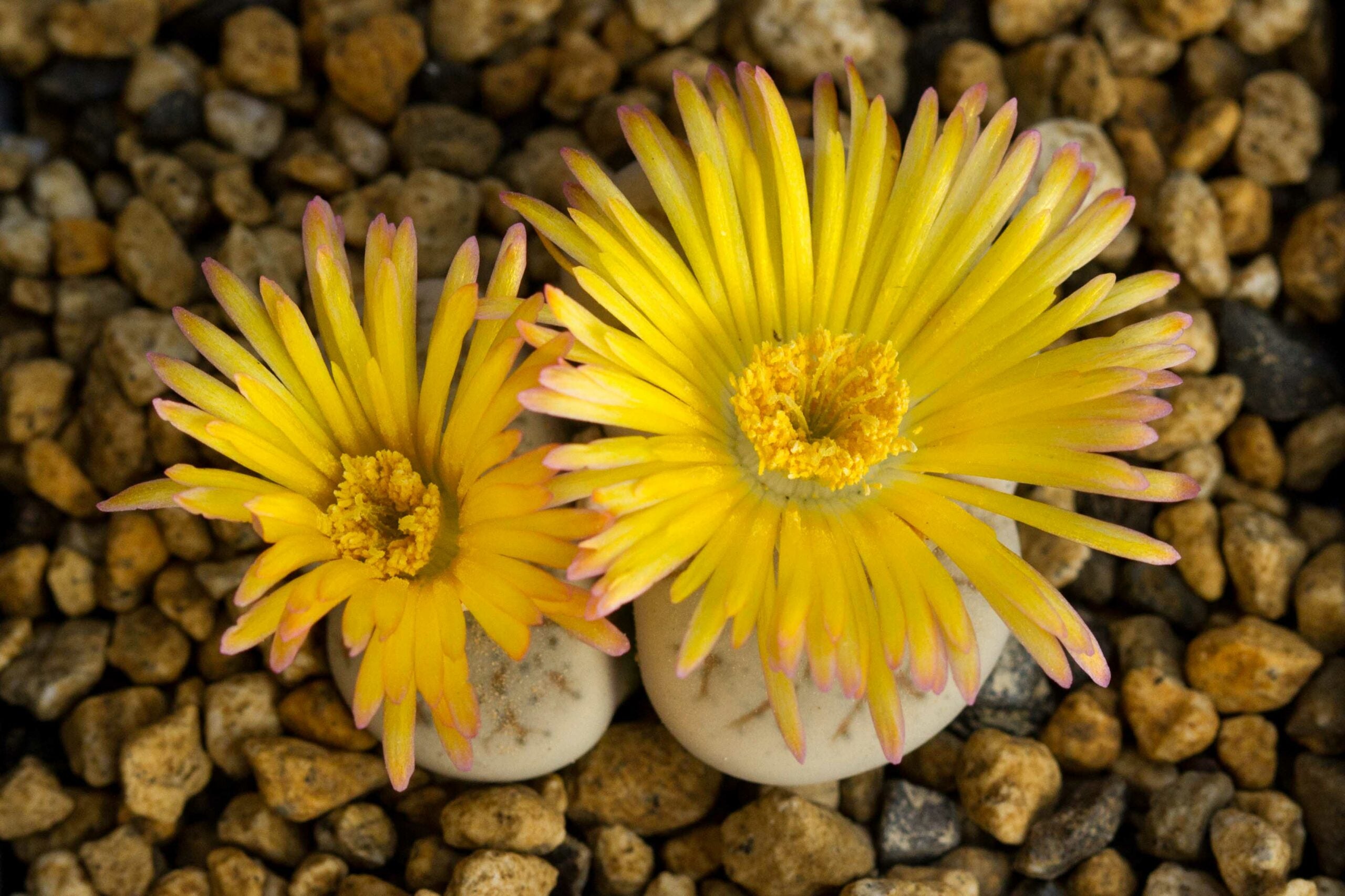 High germination Dinteranthus seeds