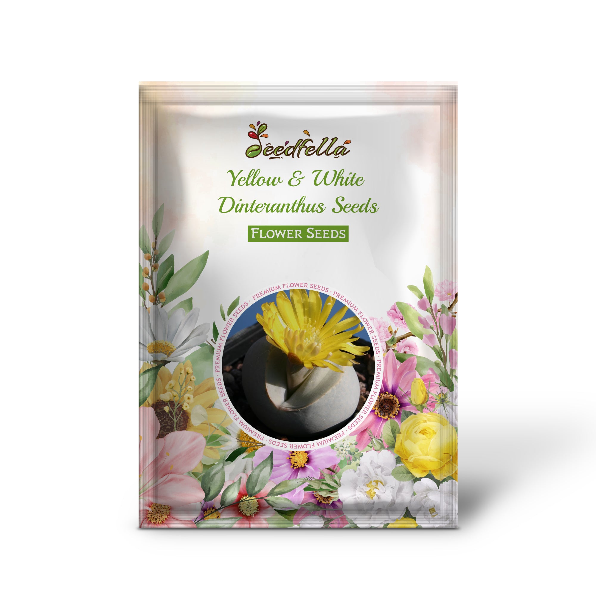 Yellow and white Dinteranthus living stone succulents