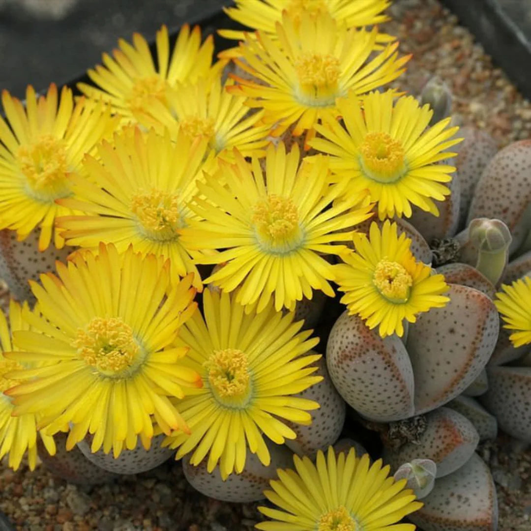 Non-GMO Dinteranthus seeds