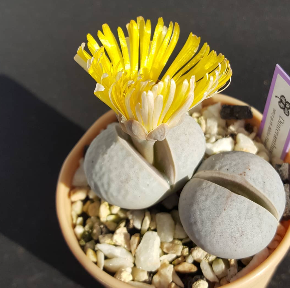 Potted Dinteranthus succulent with yellow-white tones