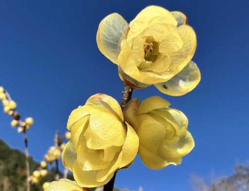 Yellow-Wintersweet-Fragrant-Flowers