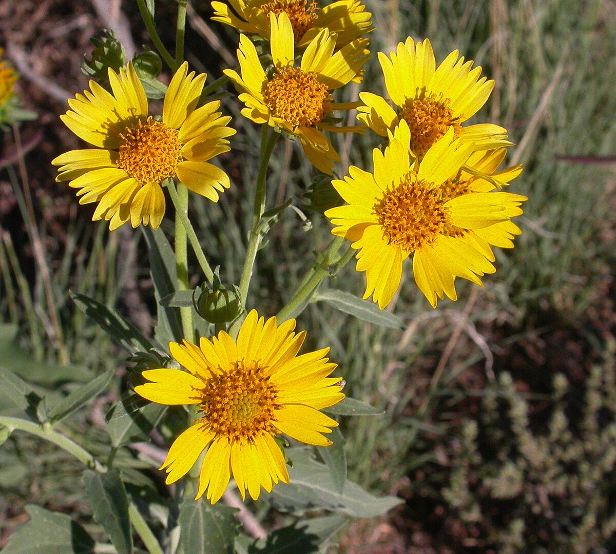 Yellow flowering seeds for vibrant gardens