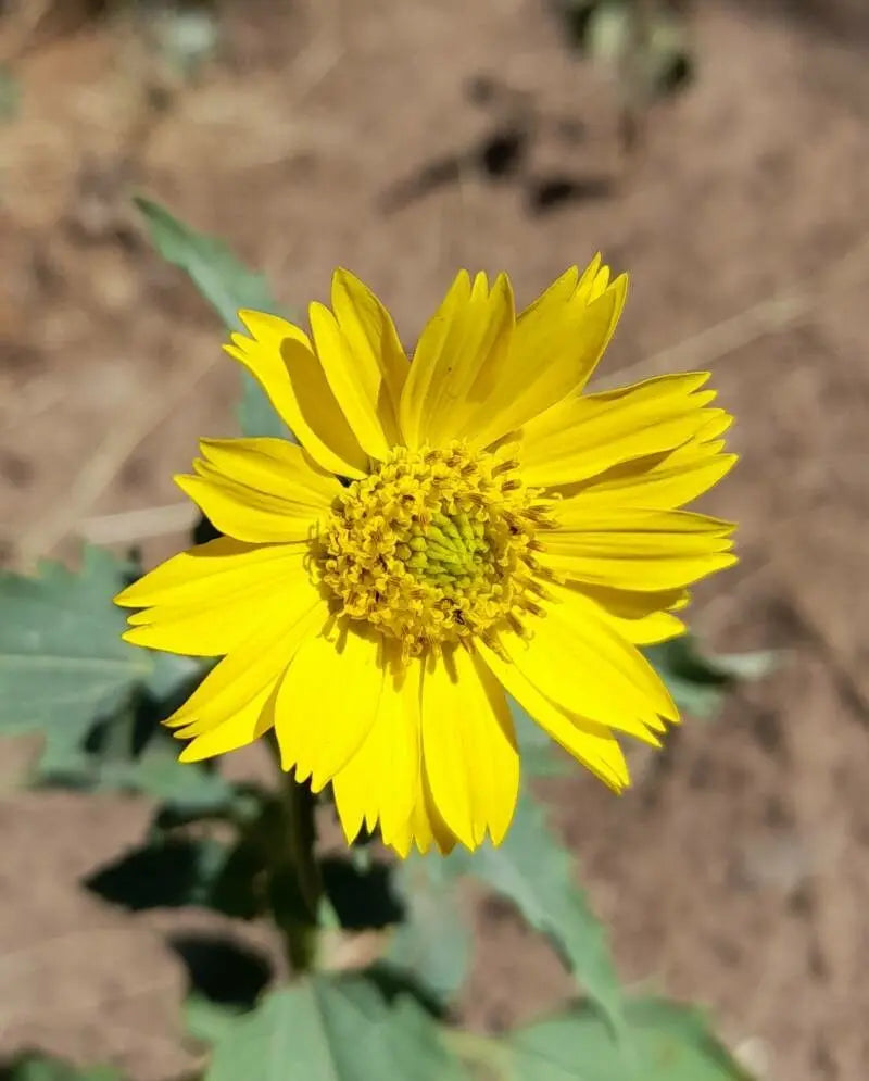 Non GMO yellow flower seeds