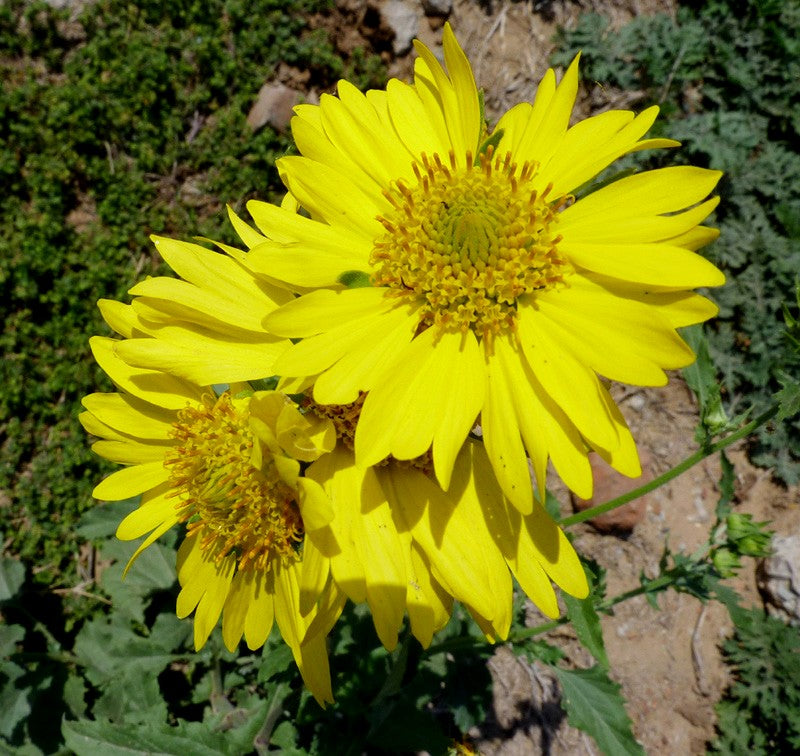 Yellow flower seeds for planting