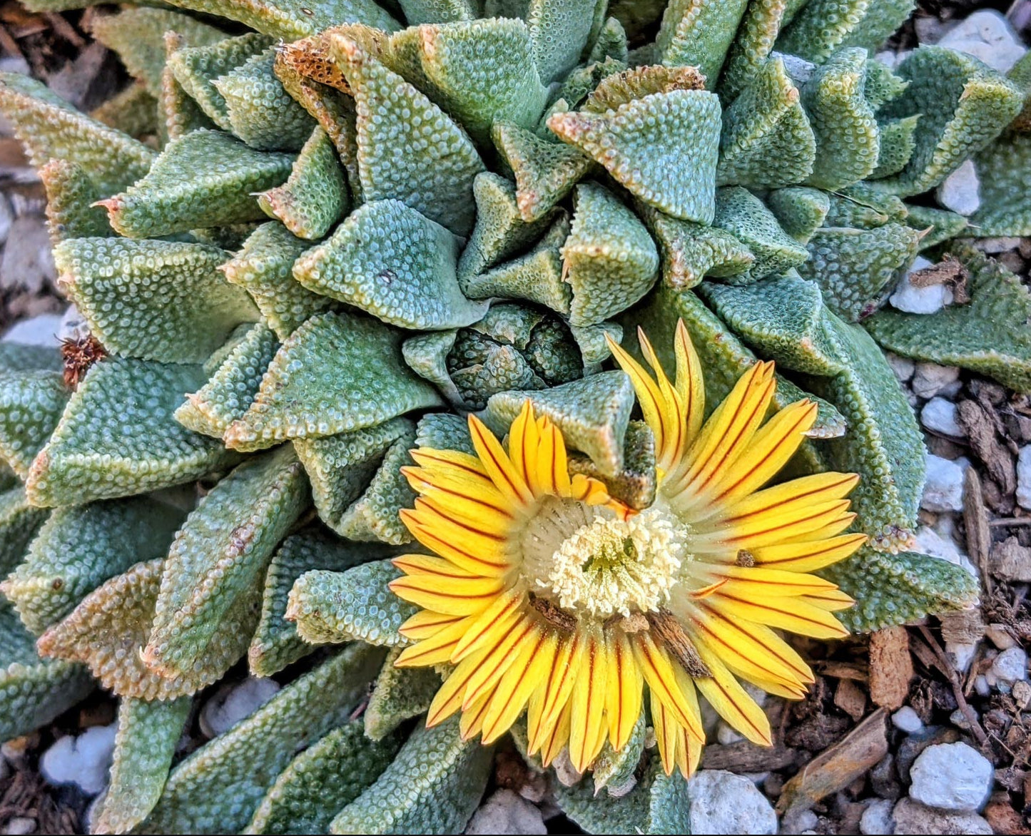 Yellow Nananthus Seeds for Planting