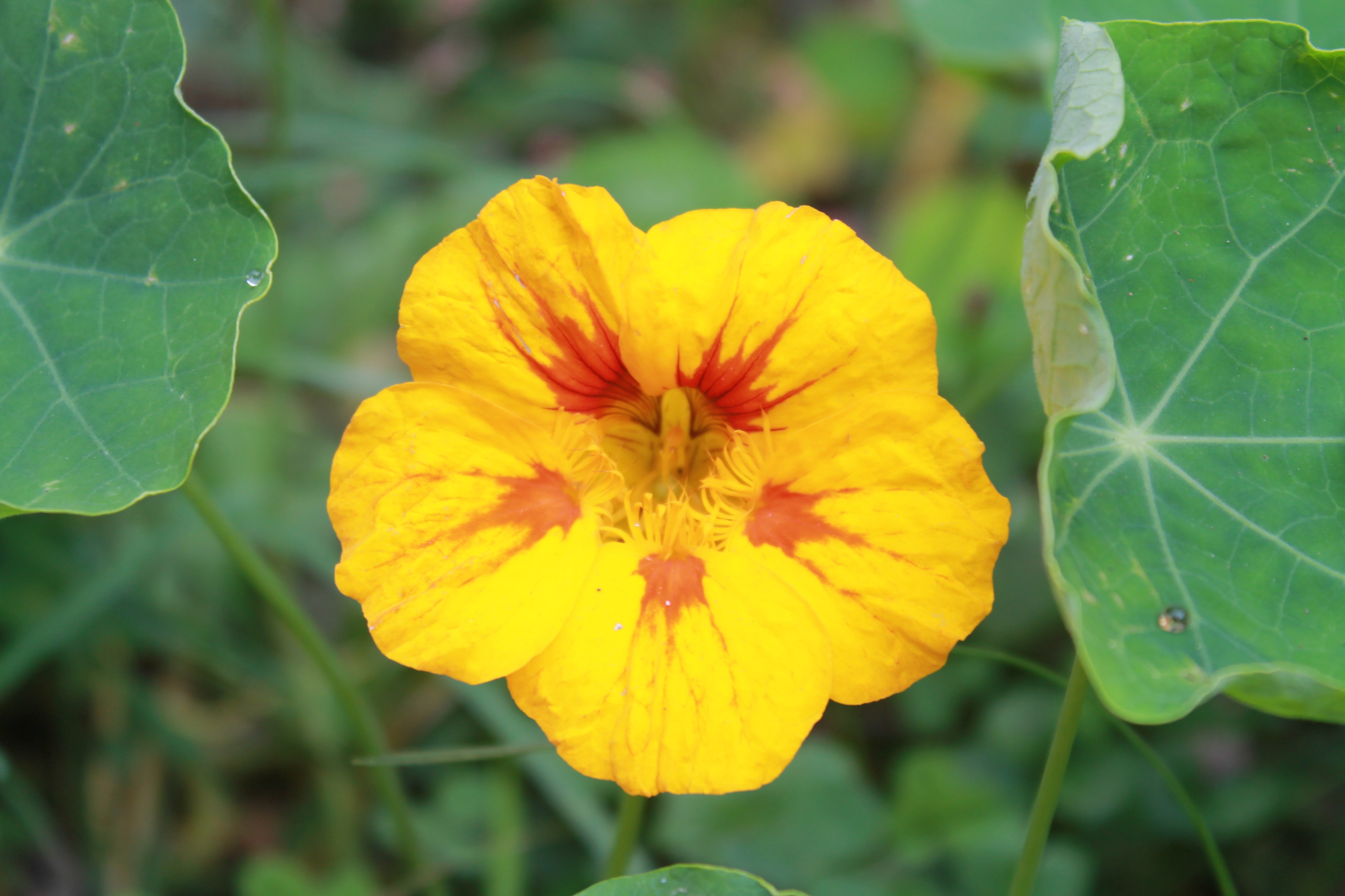 Yellow Nasturtium Flower Seeds for Planting