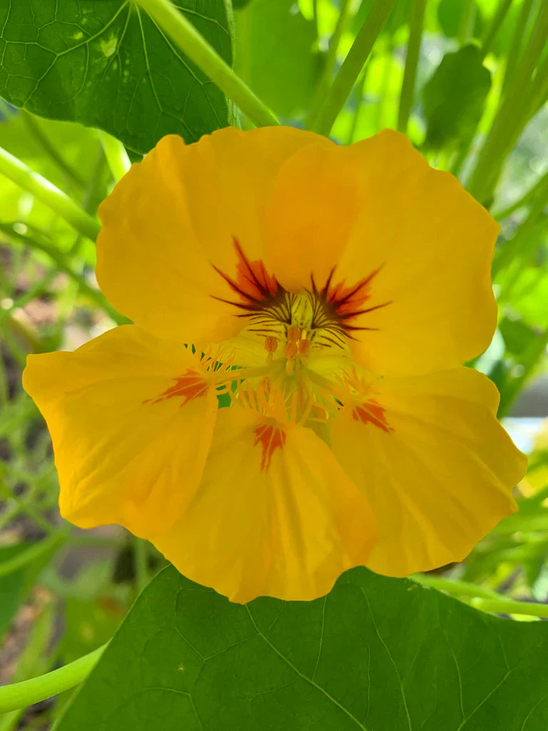 Trailing Yellow Nasturtium Edible Flowers