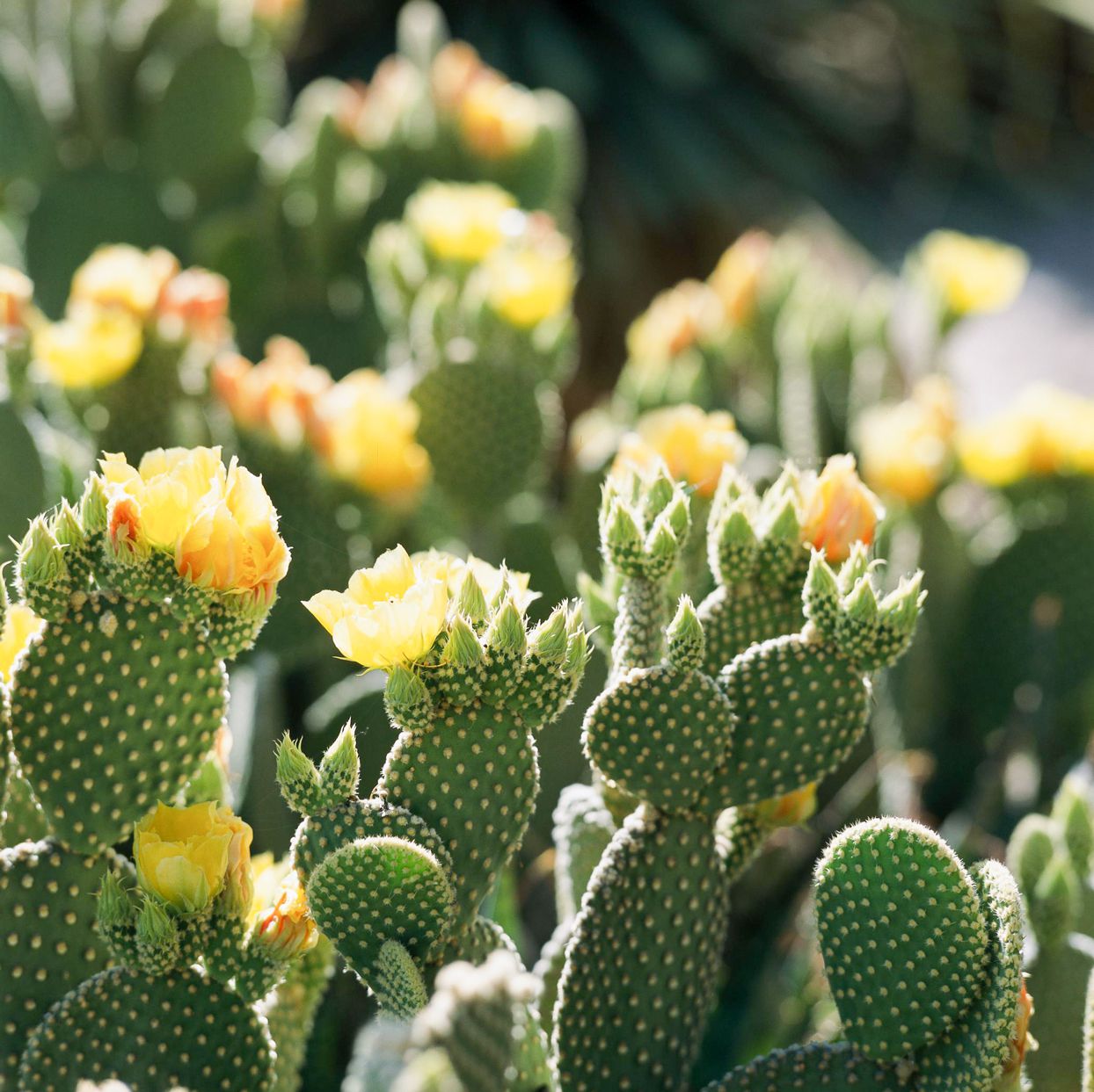 Yellow Opuntia Garden Plants