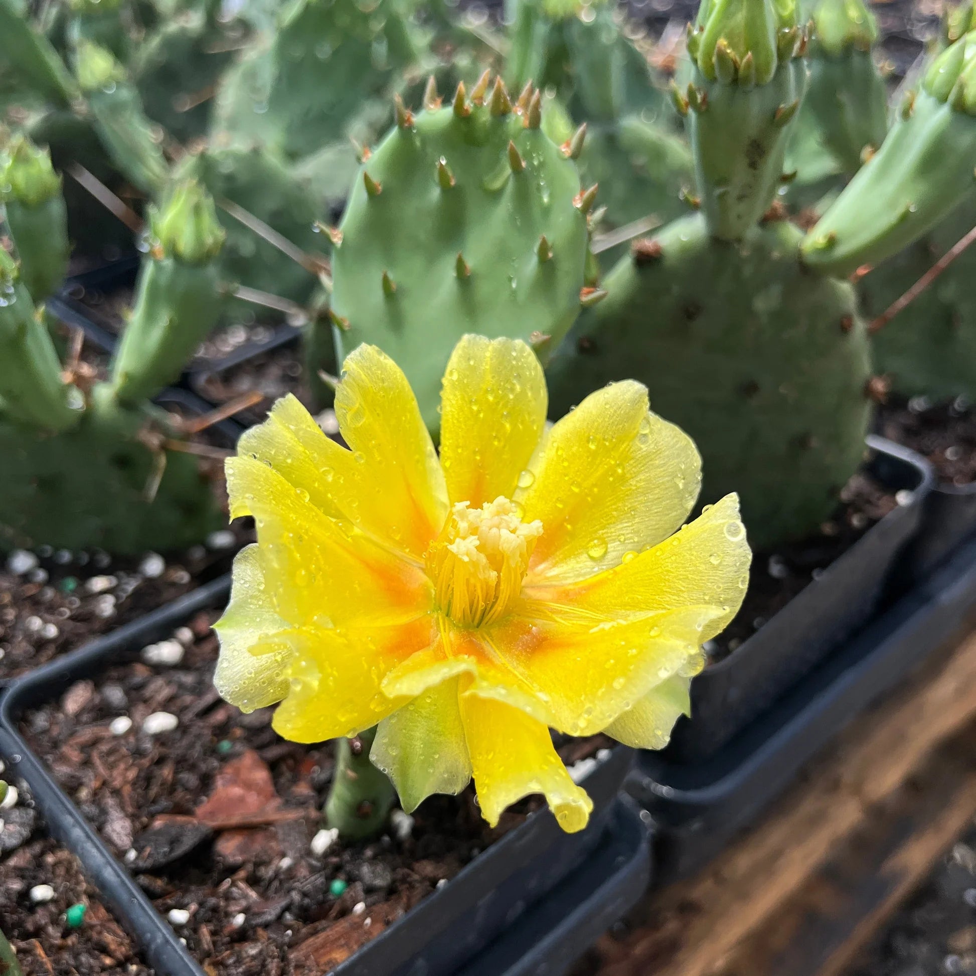 Yellow Opuntia Seeds for Planting