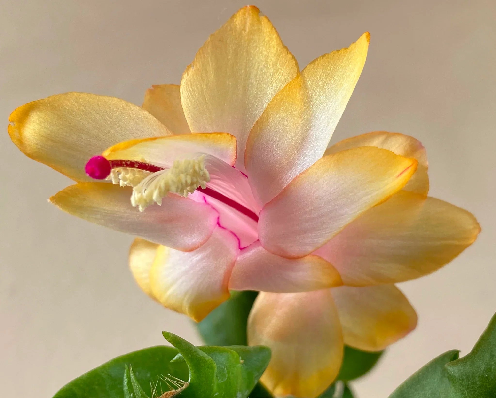 Yellow Schlumbergera Flower Seeds Planting