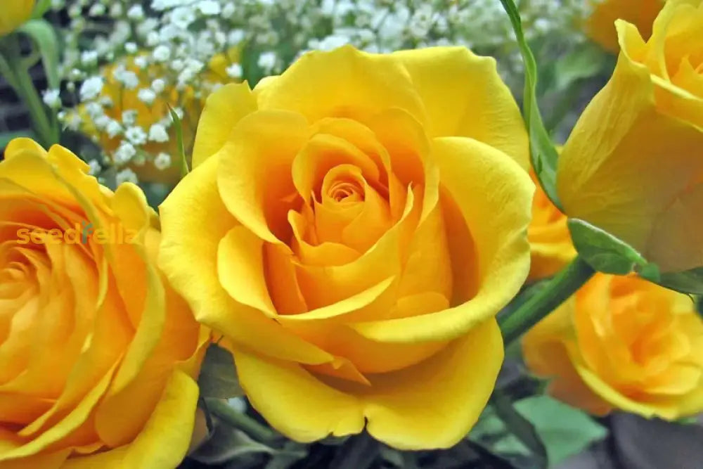 Yellow-Rose-Ornamental