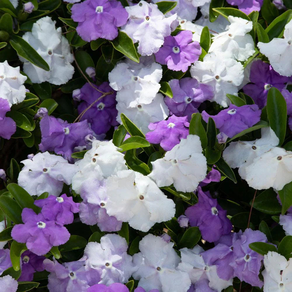 Brunfelsia (Brunfelsia Flower) seeds for planting in home garden