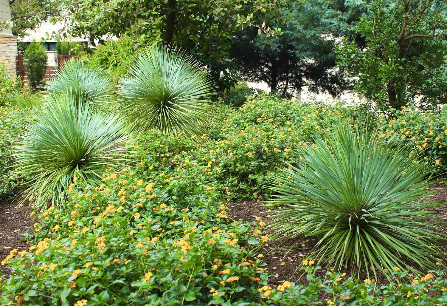 Yellow Yucca flowering and foliage seeds for gardens
