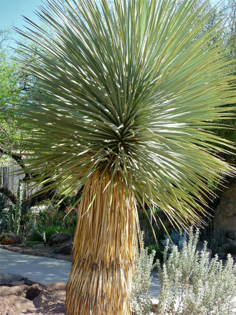 Yucca Thompsoniana Flower seeds for Planting Bright Blooms Heirloom & GMO Free Seeds for Home Garden 
 
 Sale for planting in home garden