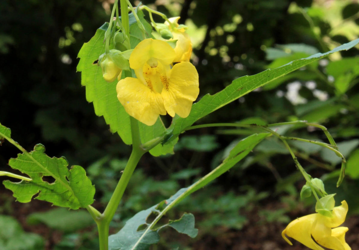 Jewelweed (Jewelweed Native) seeds for planting in home garden