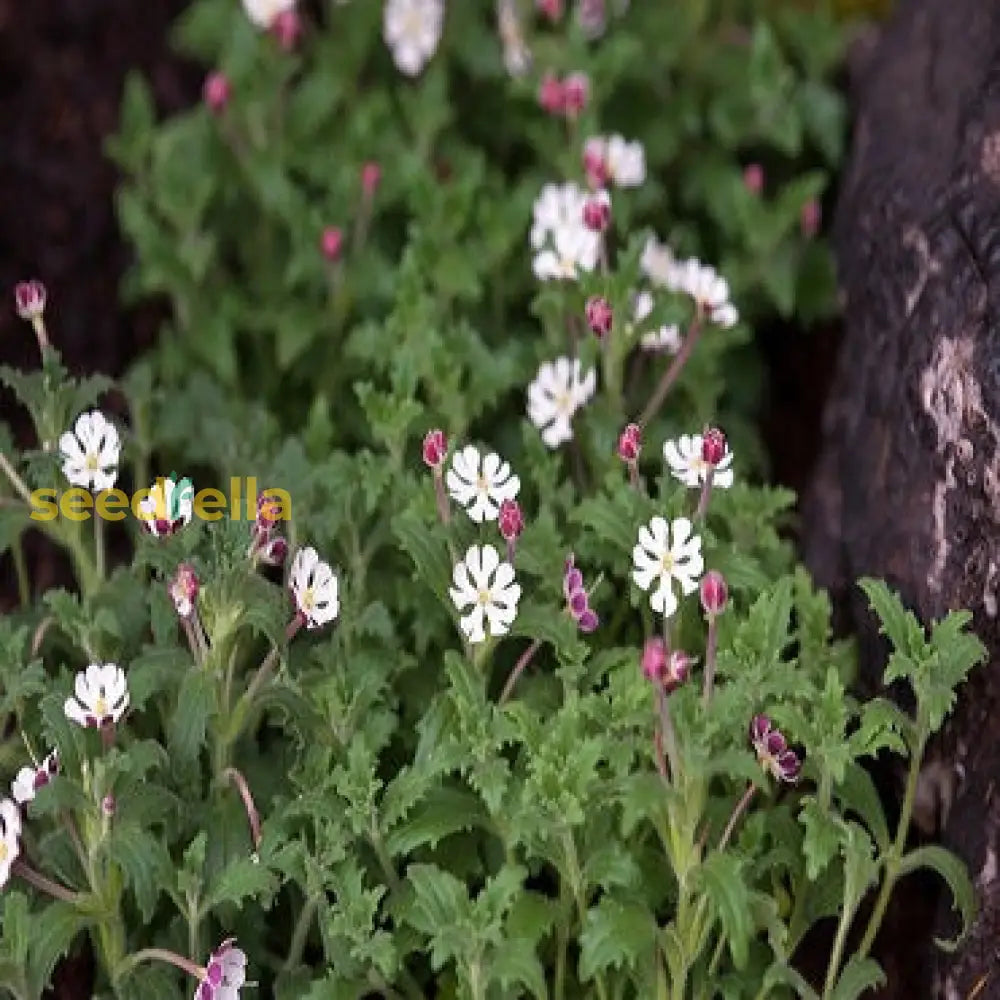 White Zaluzianskya flowering seeds for gardens