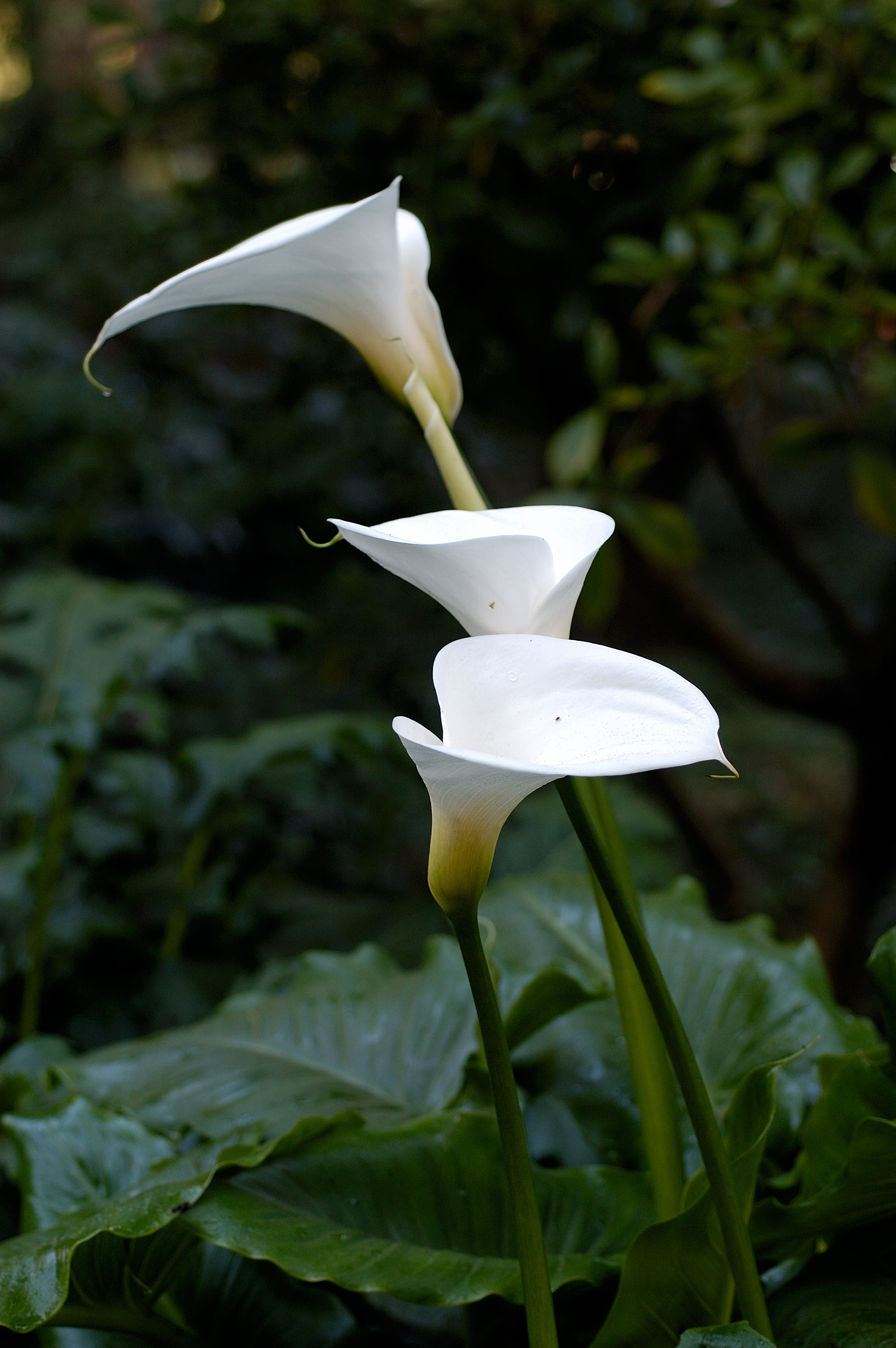 Zantedeschia Aethiopica Planting Seeds For Blooms Flower