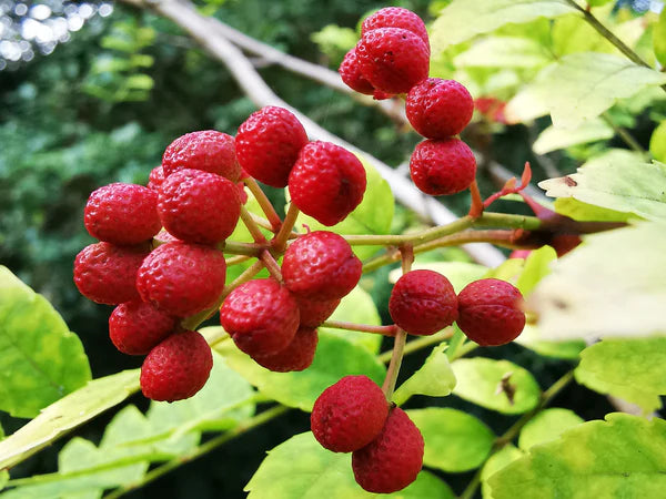 Red Zanthoxylum Fruit Seeds Planting