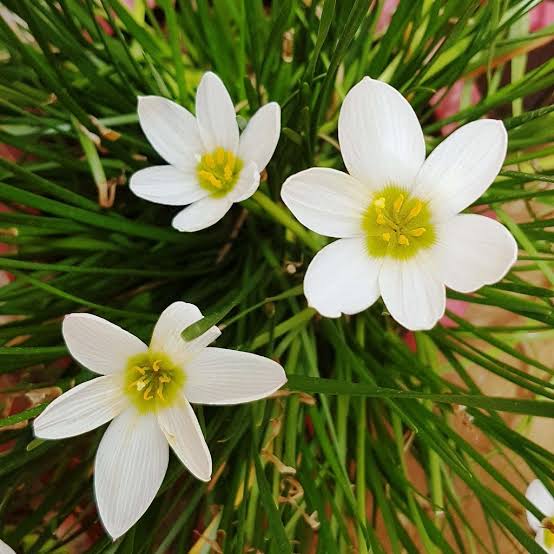 Ornamental Zephyranthes Candida seeds for landscapes