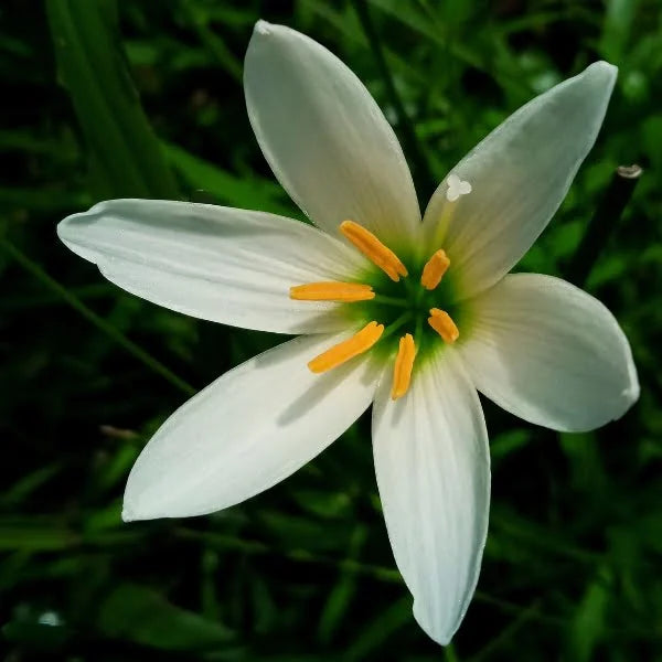 Non GMO Zephyranthes Candida seeds