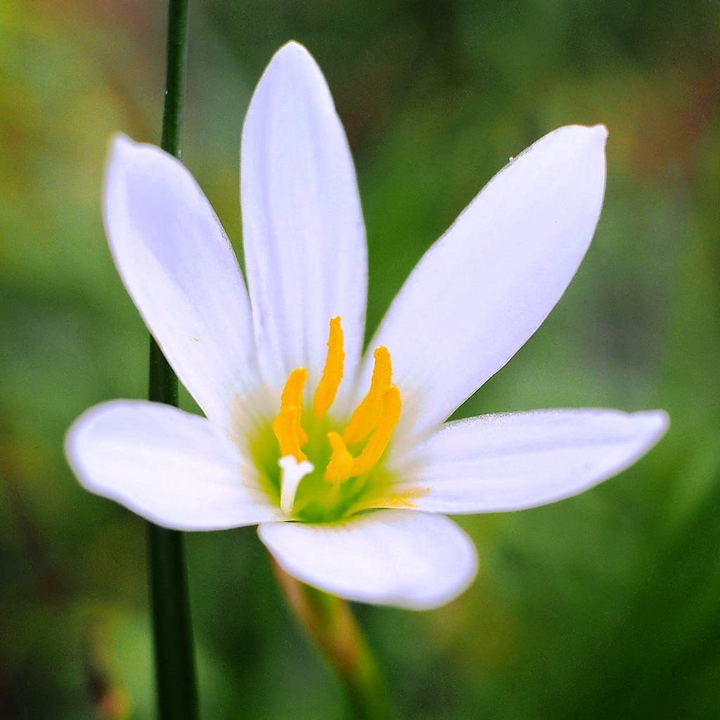 Zephyranthes Candida white rain lily seeds for planting