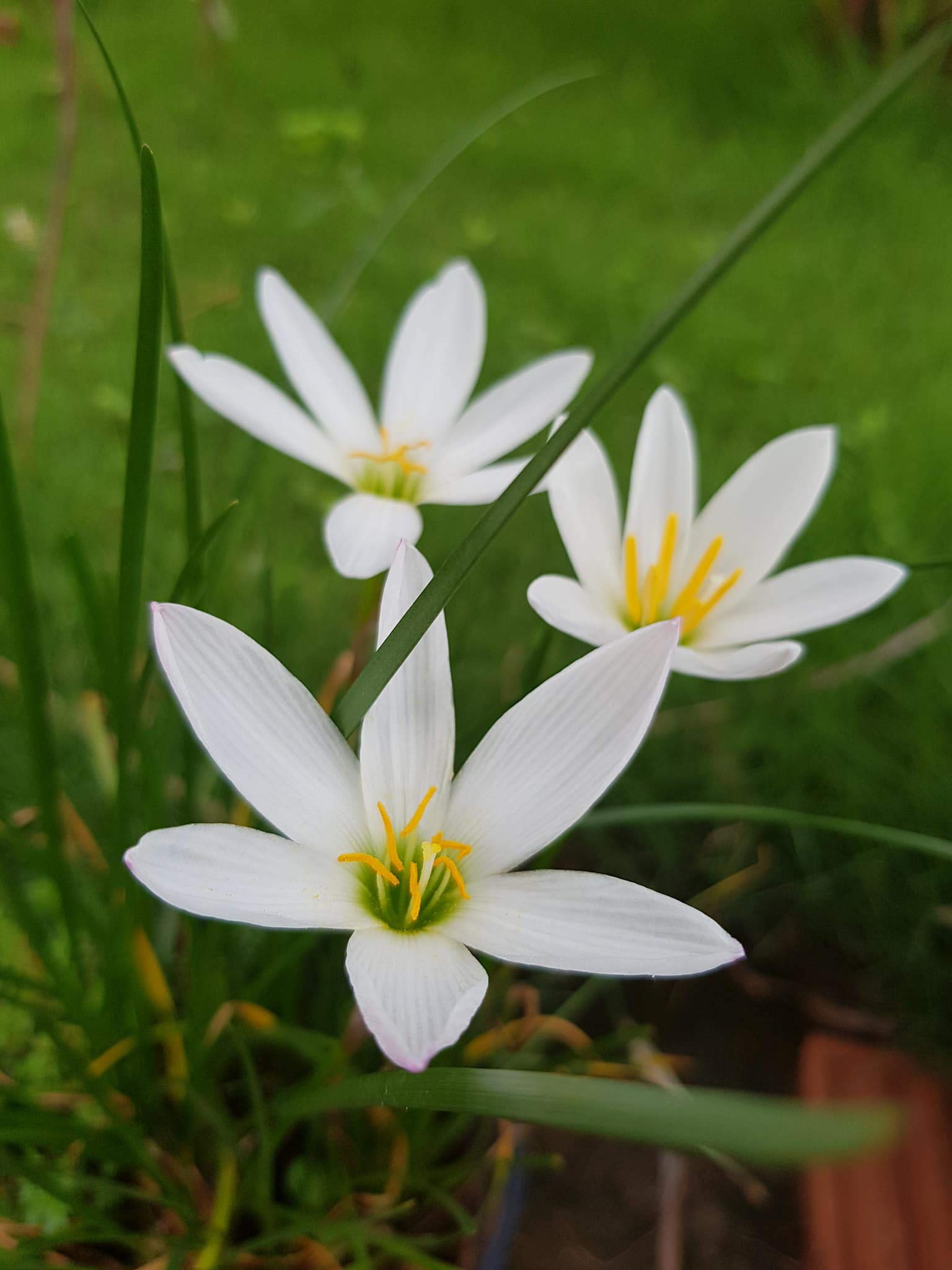 White rain lily flowering seeds for gardens