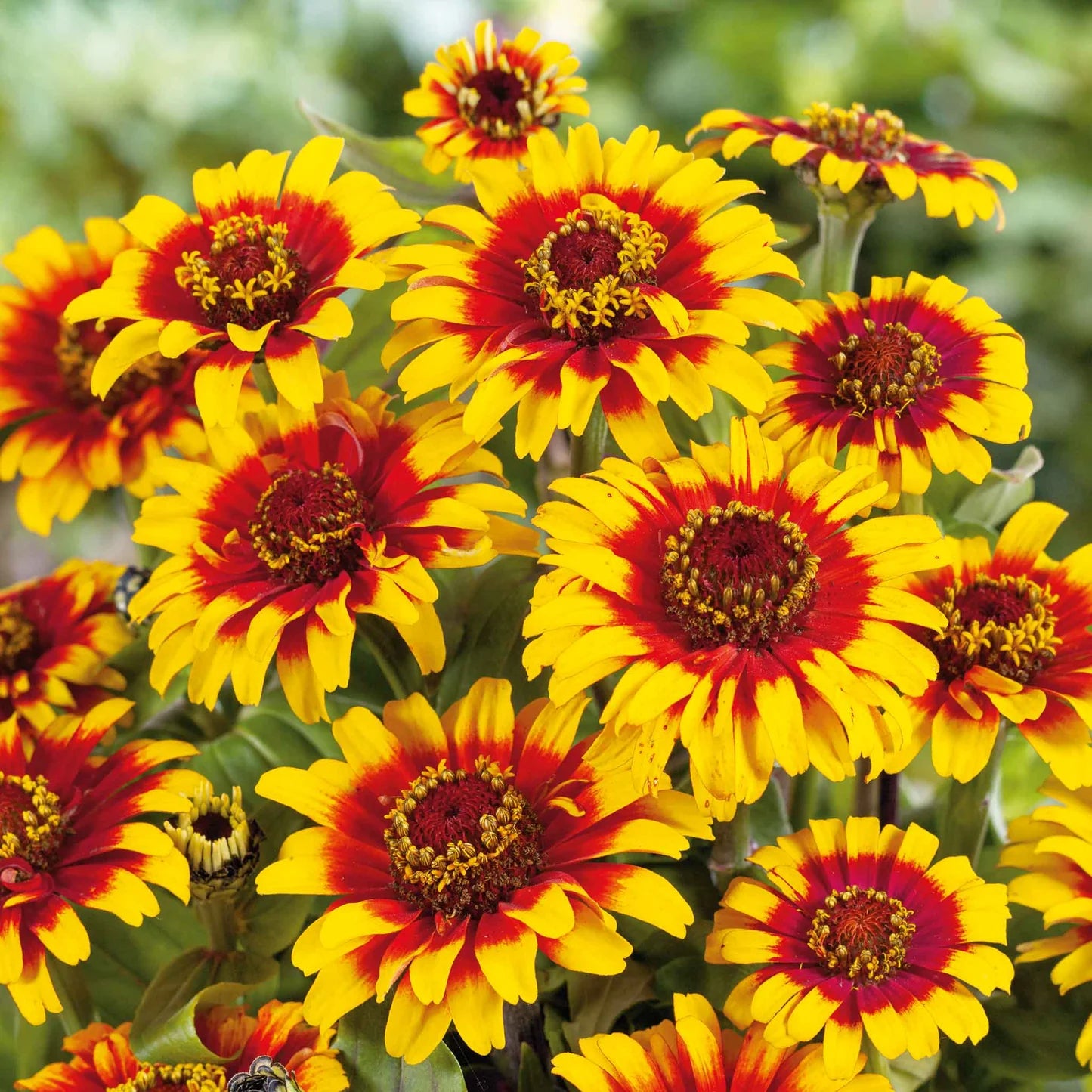 Ornamental bicolor zinnia seeds for landscapes