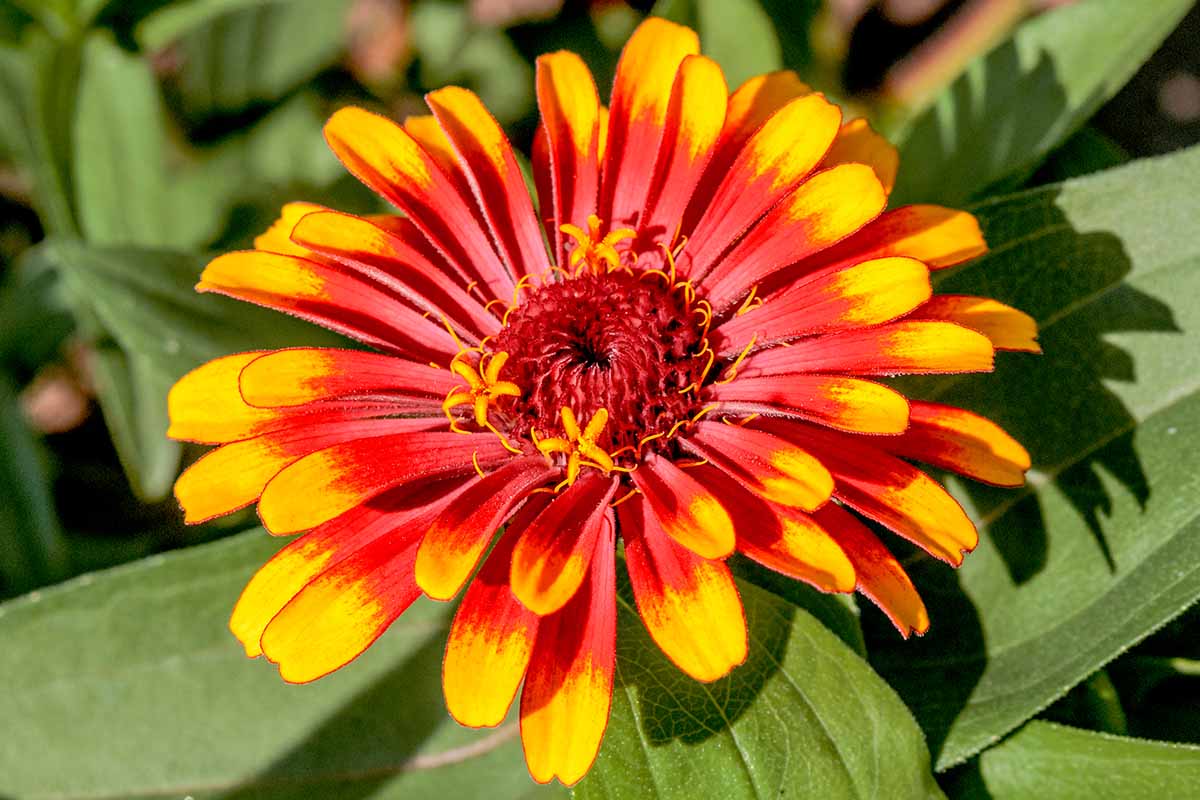 Bright yellow red zinnia bloom seeds