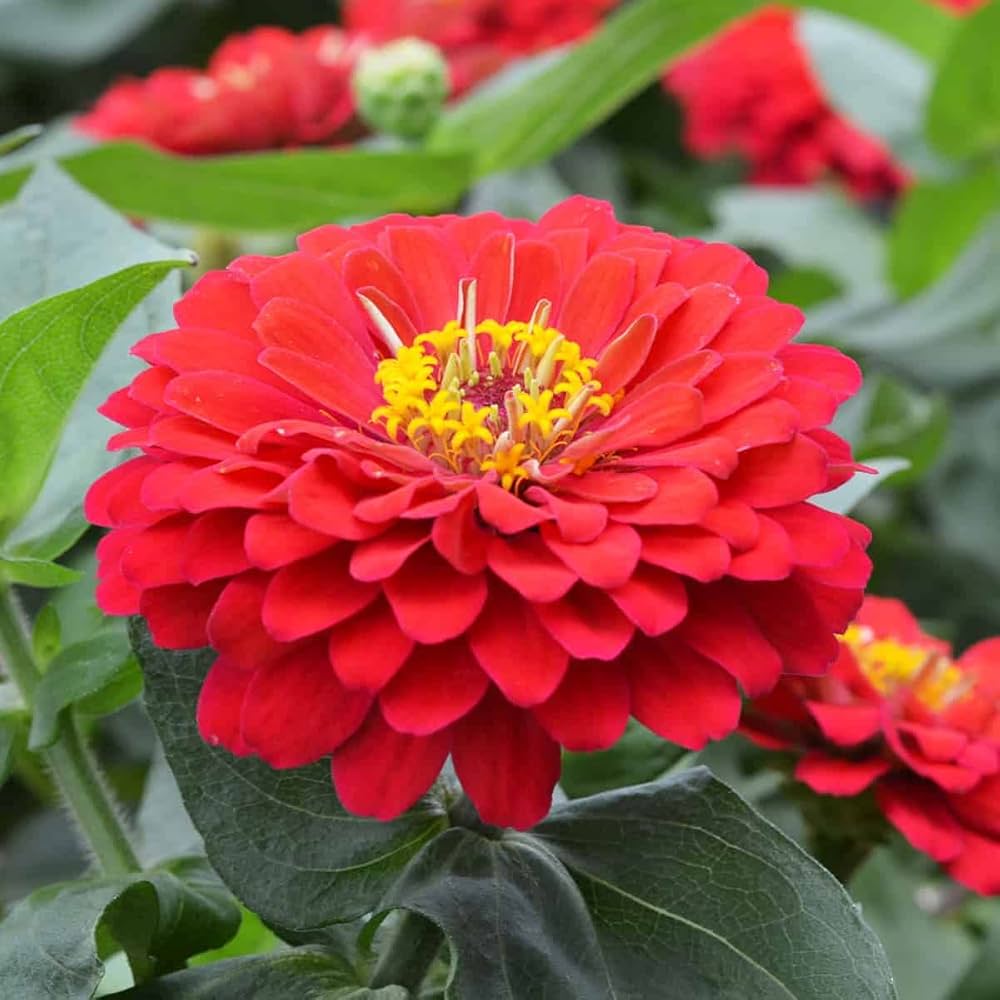 Mixed flowering zinnia seeds for gardens