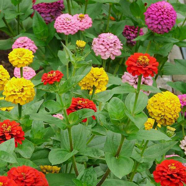 Ornamental mixed zinnia seeds for landscapes